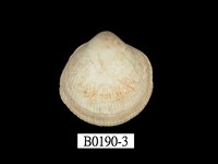 藏品(薄殼鳥尾蛤)的圖片